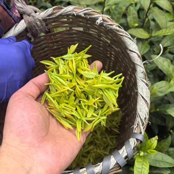 Golden buds Yixing green tea 50g