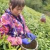 Golden buds Yixing green tea 50g
