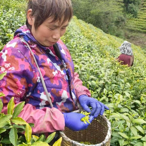 Golden buds Yixing green tea 50g